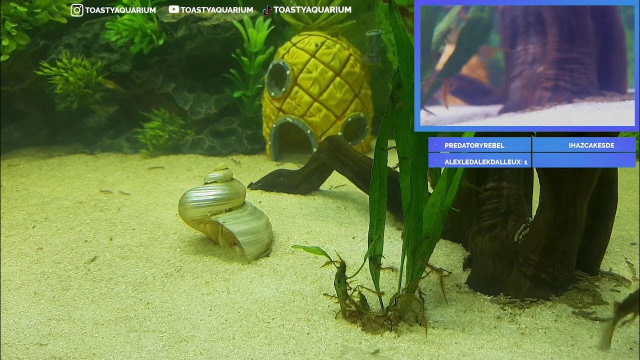 Live aquarium stream and underwater cam! Cucumber feeding Monday! YouTube