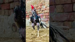 for #aseel###murga # #mianwali###aseels # you#million#views######shok ###viral#video#figter#aseel
