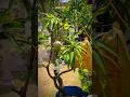Watering mango tree in dry climate #agriculture #water #watering #mango #dry #shortvideo