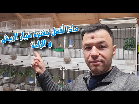 افضل المعلومات و لنصائح لهذه الفترة التي تمر بها عصافيرك من غذاء إضاءة حرارة رطوبة غيار الريش الراحة