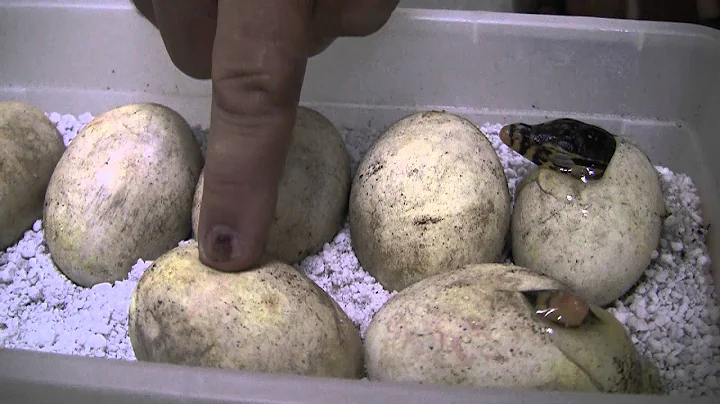 Monitor Eggs Hatching Part 1