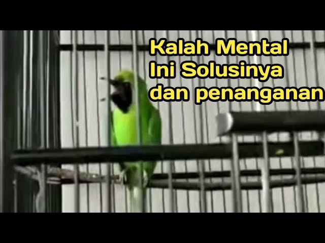 Cucak Ijo kalah Mental saat di Gantang!!  Ini tanda tanda dan  solusinyaa class=