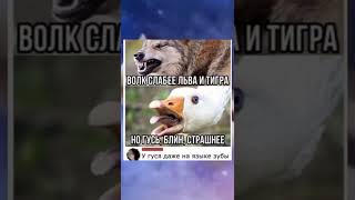 У гуся даже на языке зубы😂 #shorts #ютуб #прикол #мем #мемы #юмор #funny #смех