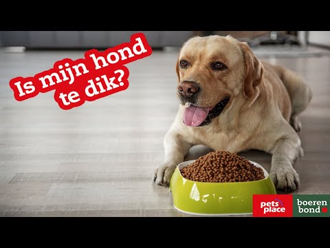Hoe voorkom ik dat mijn hond te dik wordt?