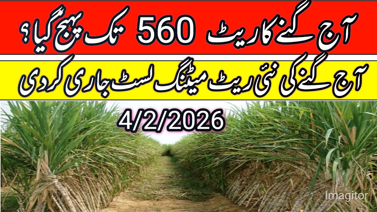 Sugacane rate today in punjab pakistan 2026/sugacane support price in punjab/