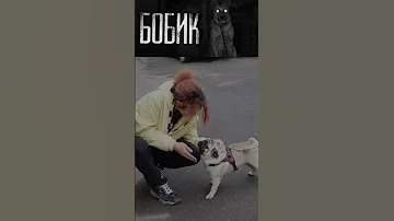 тот самый фанат кота бегемота