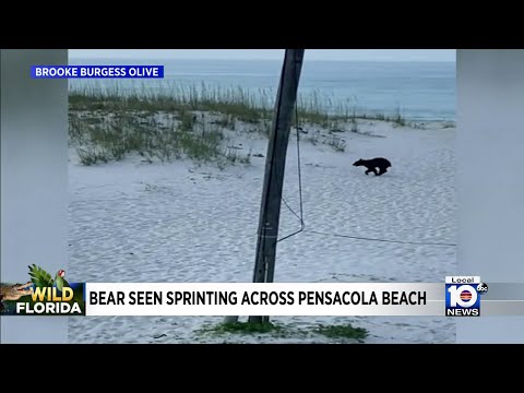 Wild Florida: Beach bear seen sprinting on the sand in Pensacola