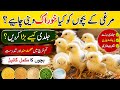 Murgi ke bacchon ko jaldi Kaise Bada Karen #longvlog #viralvideo 