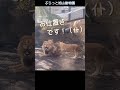 コメディライオン家族/comedy lion family #オリトイオ #家族 #ファミリー #旭山動物園 #asahiyamazoo #shorts #cute #かわいい #big cat