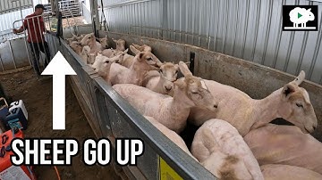 SHEEP HANDLING MADE EASY WITH THIS AMAZING PIECE OF EQUIPMENT