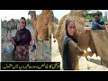 Fresh Camel Milk||Freshest Camel Milk healthy food|| Pakistan Street Food|| khanabadosh of Islamabad