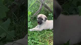 Anatolian Shepherd Dog Puppies!