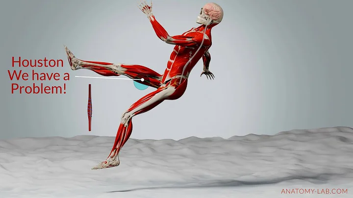 Why Your Muscles May Tighten When You Stretch | Understanding the Stretch Reflex