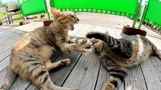 暑さで呼吸が荒くなる猫達、熱中症には気を付けてね!