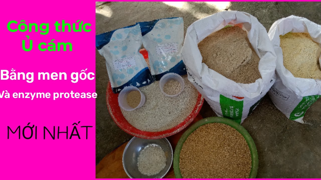 Công thức ủ cám| Bằng Men gốc và Enzyme protease ☎️0372225255
