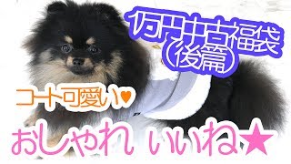 1万円（中古）犬服福袋のコートに大はしゃぎのポメラニアン【はなポメ#172】