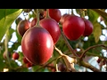 Como Funciona la Siembra y Cosecha de Tomate de Árbol - TvAgro por Juan Gonzalo Angel