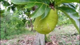 Remas(Jackfruit (Kulo)daming Bunga