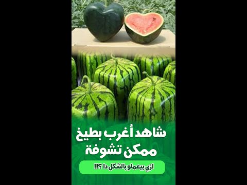 فيديو: معلومات البطيخ الماس الأسود - كيفية زراعة نباتات البطيخ الأسود الماس