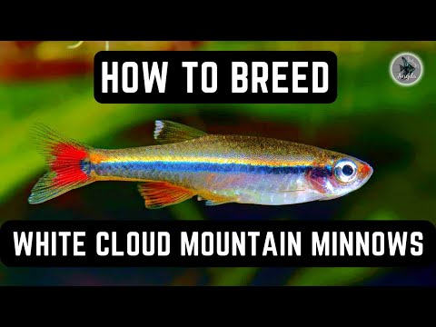 Video: Péče o ryby: White Cloud Mountain Minnows