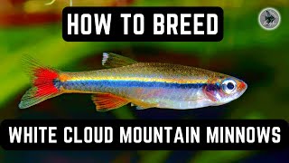 HOW TO BREED WHITE CLOUD MOUNTAIN MINNOWS! (EASY AND FUN!)