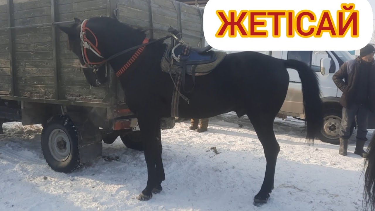 Жетісай мал базары. 2-БӨЛІМ ҚҰНАН, ДӨНЕН, КОКПАР АТТАР, АЙҒЫР БАҒАЛАРЫ,