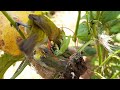 Baby Bird Goes Crazy Eating Oversized Cricket  #Shorts