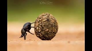 Imelda - Xau garis #Ma /gaisa❤️🔥🔥 #LetsKeepTheCultureAlive ✨️