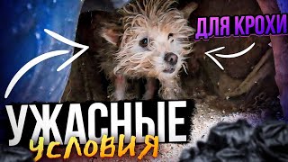 Крохотная собачка весом 4 кг, выживала не в человеческих условиях 😭😱