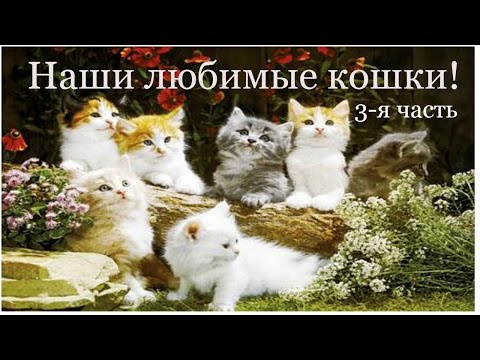 Наши любимые кошки 3 я часть
