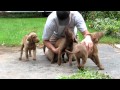 Chesapeake bay retriever puppies 9 weeks at Chesamo Chesapeakes take down dad_1092.MOV