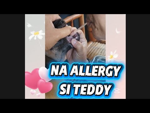 NA ALLERGY SI TEDDY