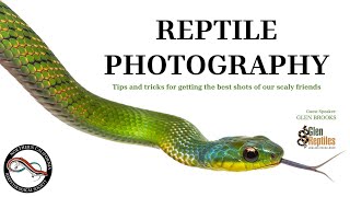 Reptile Photography by Glen Reptiles 513 views 6 months ago 1 hour, 4 minutes