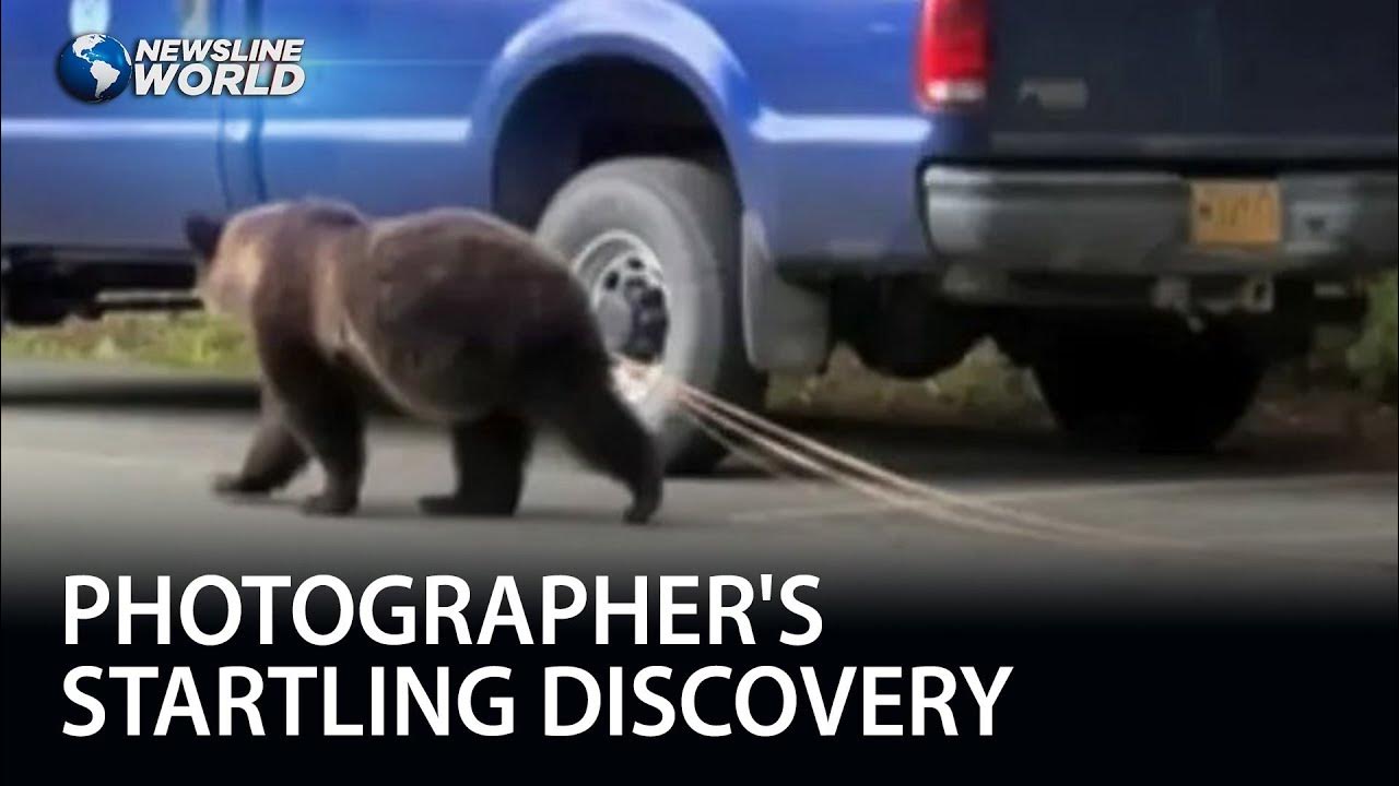 Bear spotted strolling with massive 30foot tapeworm goes viral YouTube