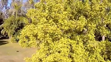 Aerial Video Filming Footage RC DJI F550 Flame Wheel with Go Pro