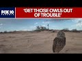 Development pushes burrowing owls out, Wild at Heart steps in | FOX 10 Phoenix