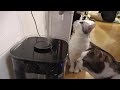 新しい加湿器を購入　【ねこ cat】