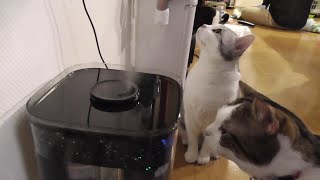 新しい加湿器を購入　【ねこ cat】