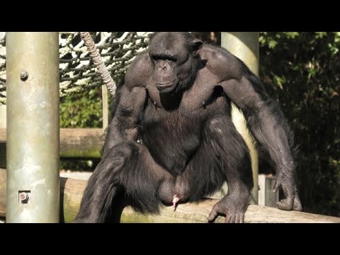 筋肉マン Muscle Man チンパンジー 多摩動物公園 Youtube