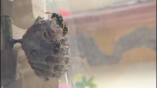 Keeping wasps: How to raise a paper wasp colony (Polistes) by Wasp Journals 14,624 views 2 years ago 4 minutes, 52 seconds
