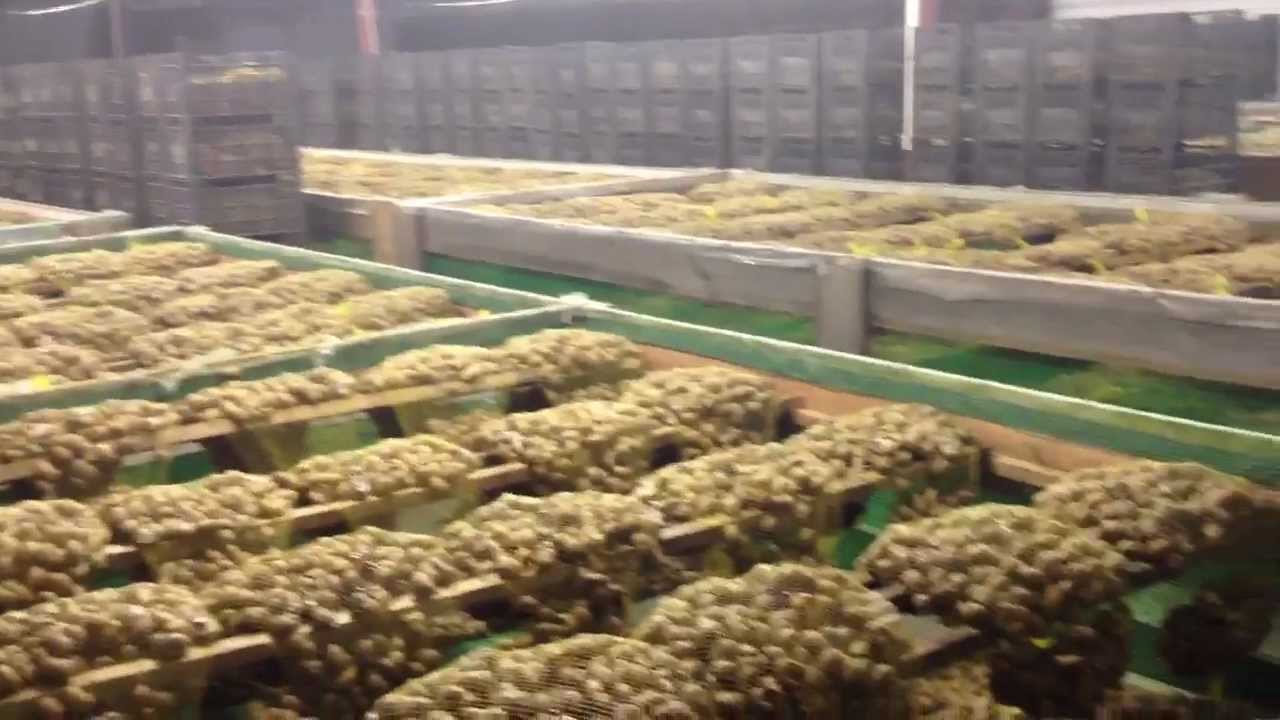 Polish Snail Holding:  TOWAROWA HODOWLA ŚLIMAKÓW- ŚLIMAKA : suszenie, hodujslimaki.pl