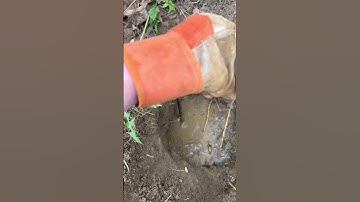 Cleaning a sewer and making 1200$ in 20 minutes. Dig a sewer line up and clean it out #draincleaning