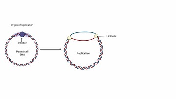 Prokaryotic DNA Replication Animated Video