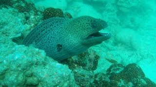 Scuba Diving Tenerife - AEE MAGICAM (SD21/CD21)