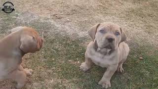 Real Boerboels - Crazy Puppy Sniffs: Searching for Food Aroma! 🐶👃