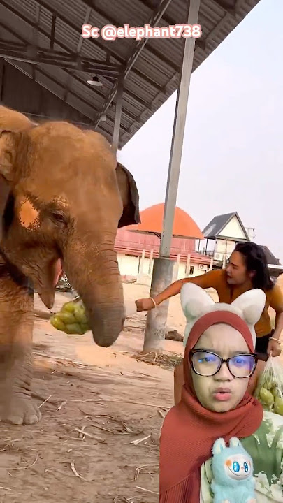 MY SHOPPING WAS TRAMPED ON BY AN ELEPHANT 😭 @elephant738 #shorts #funny #dubbing