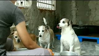 estabelecendo regras no momento da alimentação dos cães