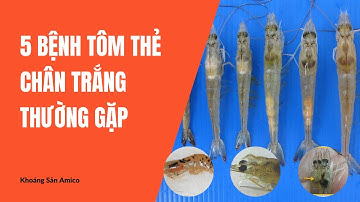 5 bệnh TÔM THẺ CHÂN TRẮNG thường gặp