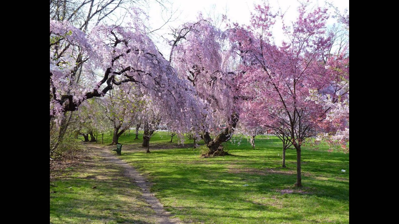 Cherry Blossoms at Branch Brook Park Newark NJ Cherry Blossoms at Branch Brook Park Newark NJ