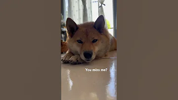 Kupoo The Shiba Inu Shiba Shibadog Shibainu 